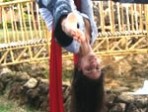 circo circo