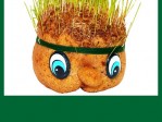 cuca verde