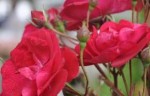 flor flor