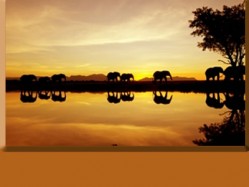amarula