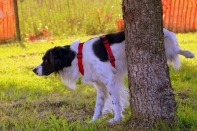 Cachorro fazendo xixi